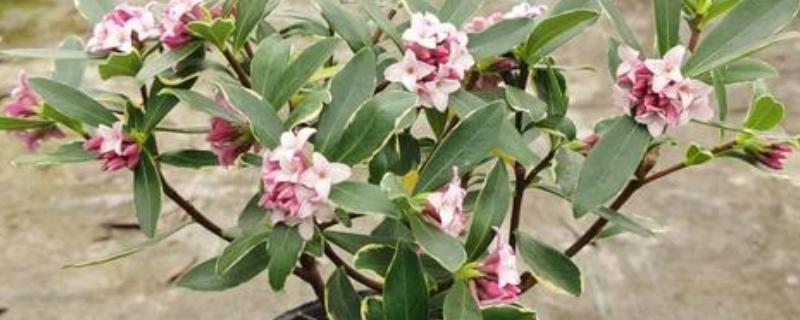 瑞香的养殖方法，偏爱半荫环境