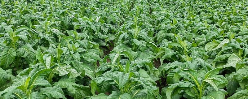 烤烟种植的土壤与气候要求，适宜在亚热带地区种植