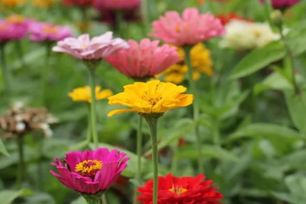 花圃和花卉的区别是什么，花圃是培育花卉的场地