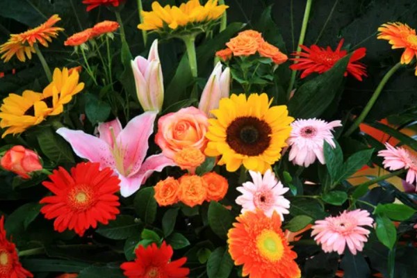 花圃和花卉的区别是什么，花圃是培育花卉的场地