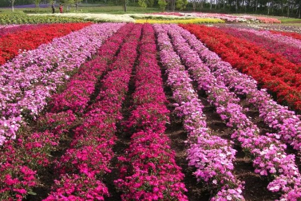 花圃和花卉的区别是什么，花圃是培育花卉的场地