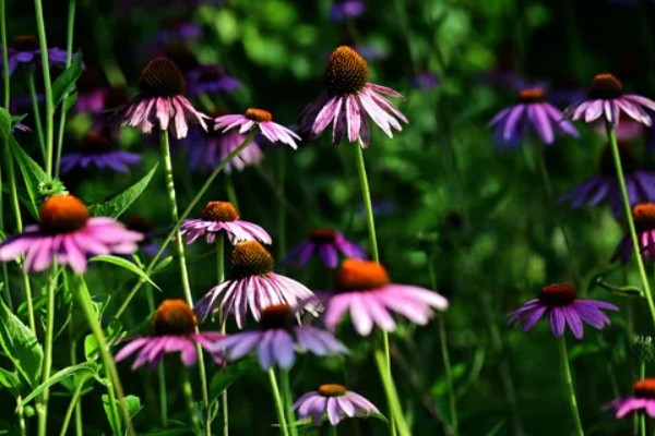 花圃和花卉的区别是什么，花圃是培育花卉的场地