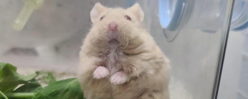 仓鼠的行为和情绪之间的关联，梳理体毛时一般处于自然、放松的状态