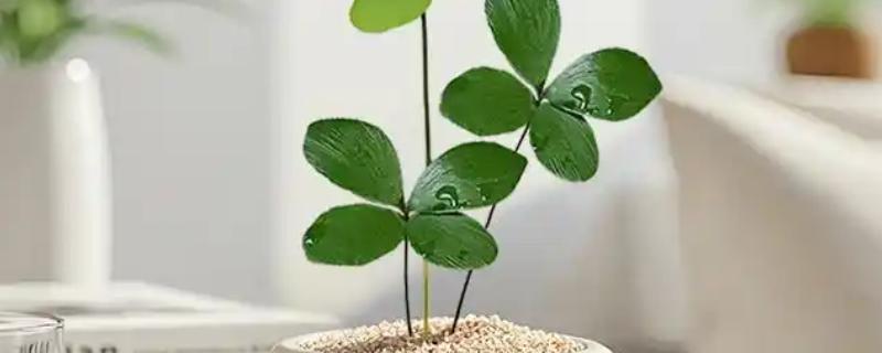 四叶草的养殖方法，夏季每隔2天浇一次水