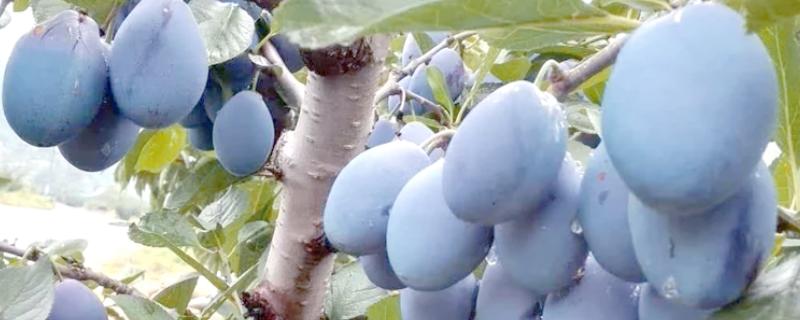 西梅女神的特点，体型大外皮呈蓝黑色