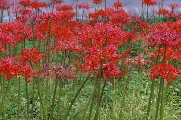 彼岸花有哪几种颜色,只有红色