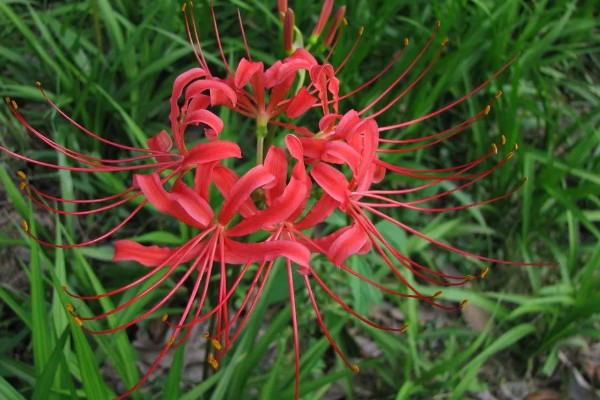 彼岸花有哪几种颜色,只有红色