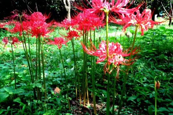 彼岸花有哪几种颜色,只有红色