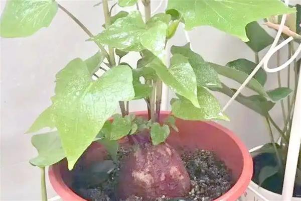 红薯发芽怎样种成盆栽,可以水培也可土培