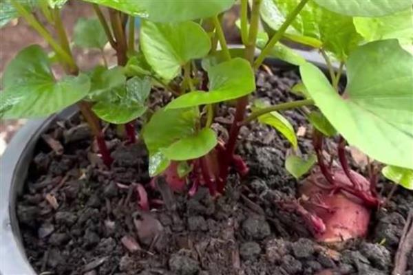 红薯发芽怎样种成盆栽,可以水培也可土培