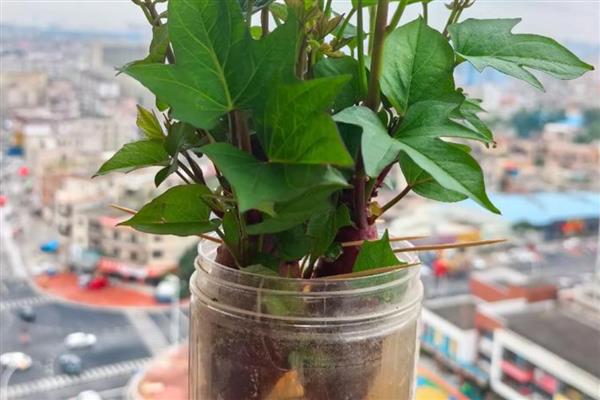 红薯发芽怎样种成盆栽,可以水培也可土培