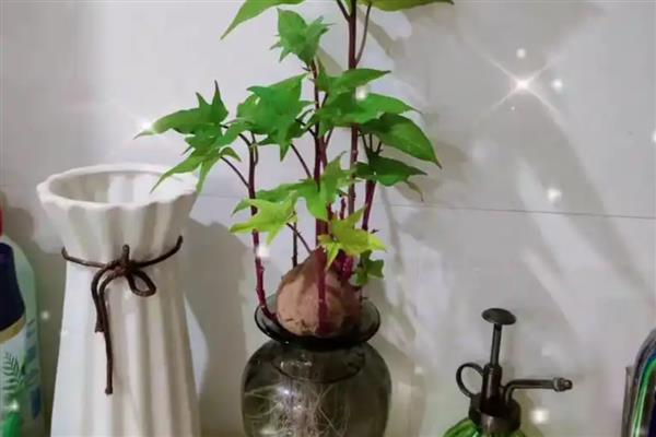 红薯发芽怎样种成盆栽,可以水培也可土培