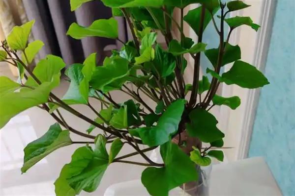 红薯发芽怎样种成盆栽,可以水培也可土培