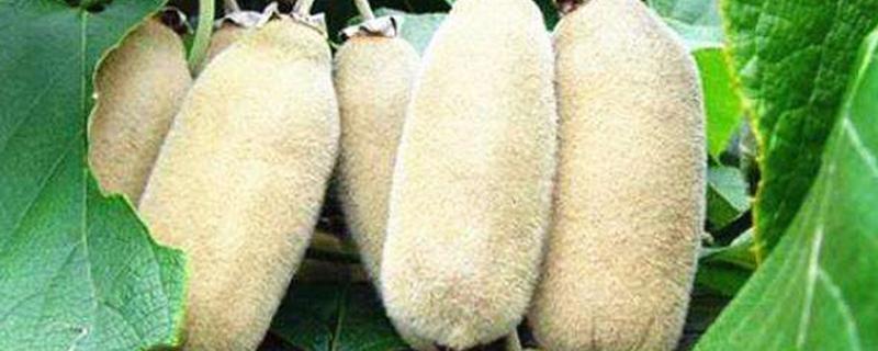 白猕猴桃的种植前景，产量高且售价高前景可观