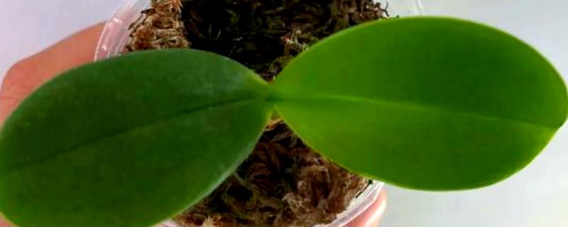 蝴蝶兰的叶子怎么扦插，消毒晾干后再插入土壤中