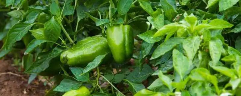 甜椒结果时的注意事项，需保持土壤处于湿润状态
