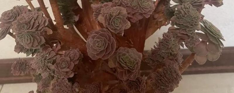 夏季养殖万圣节法师的方法，把室内温度控制在15-20℃