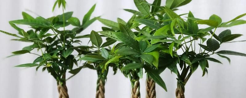 发财树黄叶怎么处理，缺水时要马上浇水并放在通风处养护