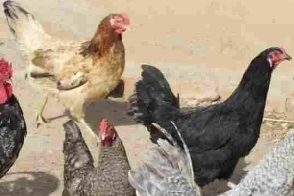 海东鸡的产地，主产地在青海省东北部的海东地区