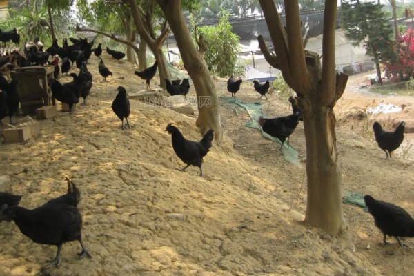 海东鸡的产地，主产地在青海省东北部的海东地区