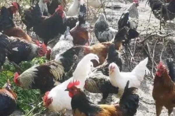 海东鸡的产地，主产地在青海省东北部的海东地区