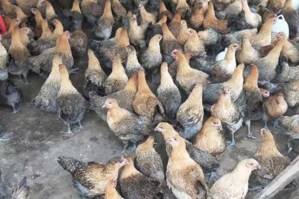 海东鸡的产地，主产地在青海省东北部的海东地区