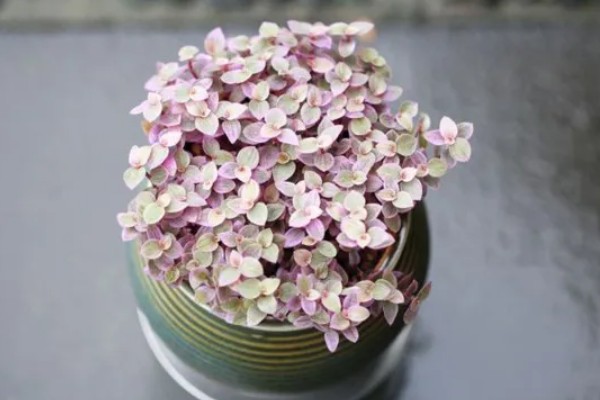 胭脂云浇水可以喷叶子吗,可以但要注意喷水时间