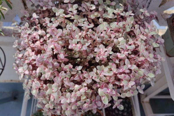 胭脂云浇水可以喷叶子吗,可以但要注意喷水时间