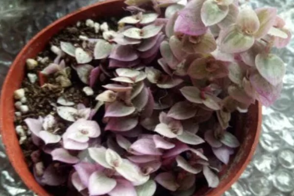 胭脂云浇水可以喷叶子吗,可以但要注意喷水时间