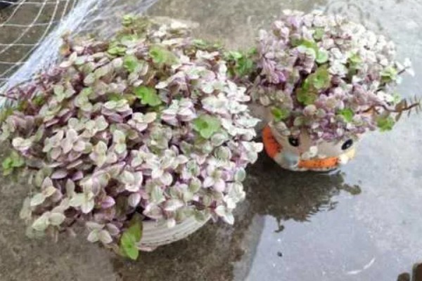 胭脂云浇水可以喷叶子吗,可以但要注意喷水时间