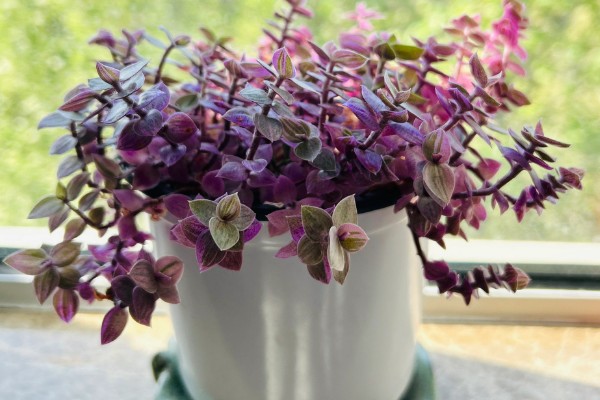 胭脂云浇水可以喷叶子吗,可以但要注意喷水时间