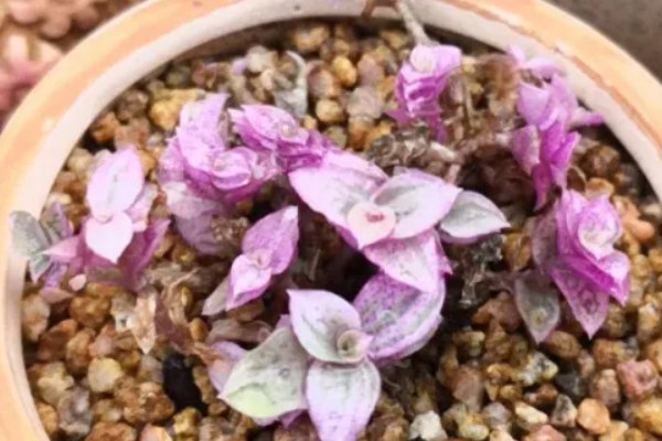 胭脂云浇水可以喷叶子吗,可以但要注意喷水时间