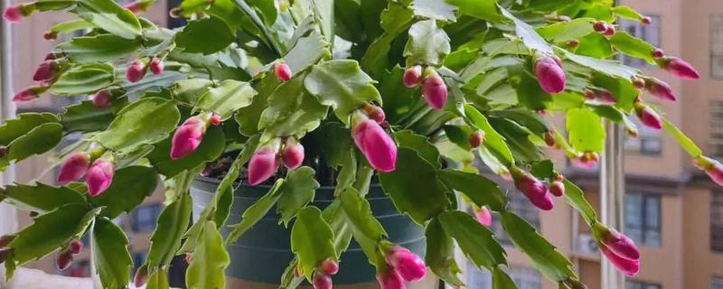 蟹爪兰的养殖方法,冬季浇水不宜过多