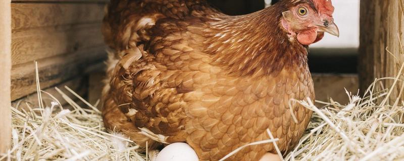 鸡受精后几天产蛋，一般是2-3天