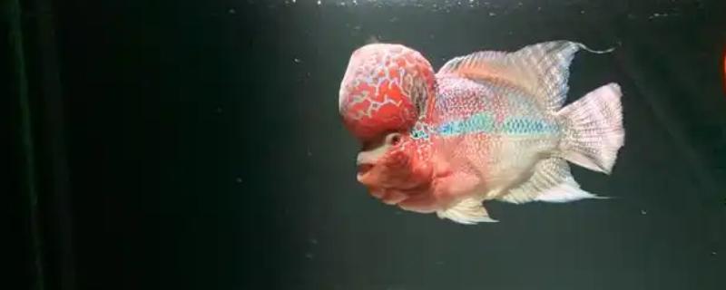 罗汉鱼蒙眼病能自愈吗，病初期饲养得当可以治愈