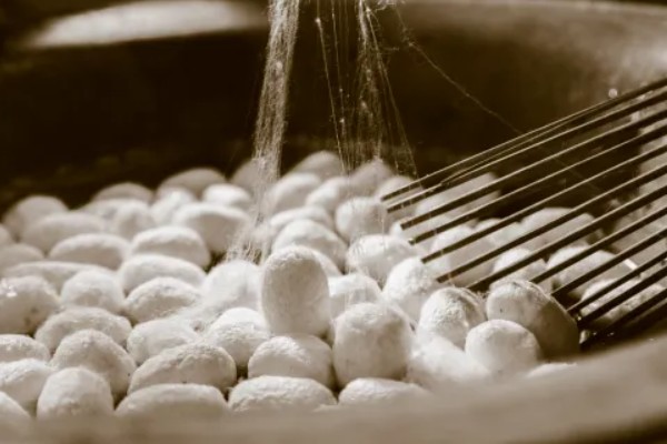 蚕茧是怎样抽丝的,先浸泡蚕茧