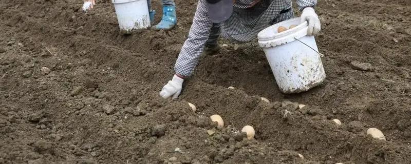 土豆的种植方法，播种时一定要间隔进行栽种