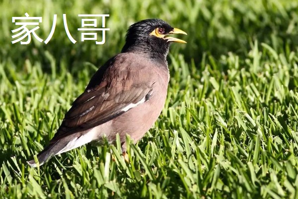 八哥吃什么,以蝗虫、蚱蜢、金龟子等为食