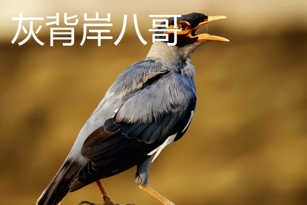 八哥吃什么,以蝗虫、蚱蜢、金龟子等为食