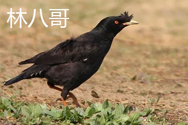 八哥吃什么,以蝗虫、蚱蜢、金龟子等为食