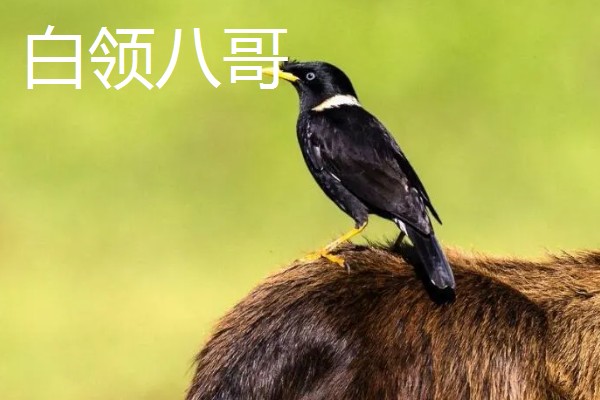 八哥吃什么,以蝗虫、蚱蜢、金龟子等为食