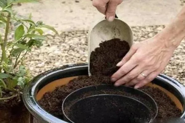 种桃金娘施哪种肥，基肥以有机肥为主