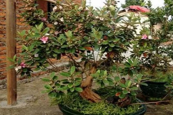 种桃金娘施哪种肥，基肥以有机肥为主