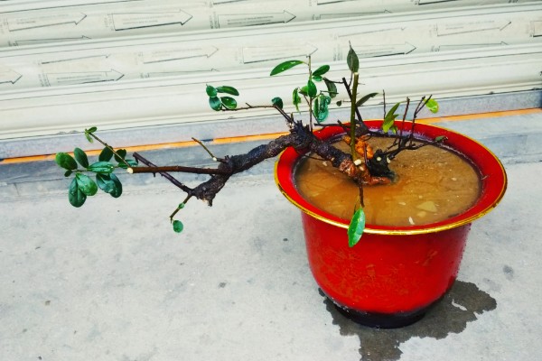 种桃金娘施哪种肥，基肥以有机肥为主