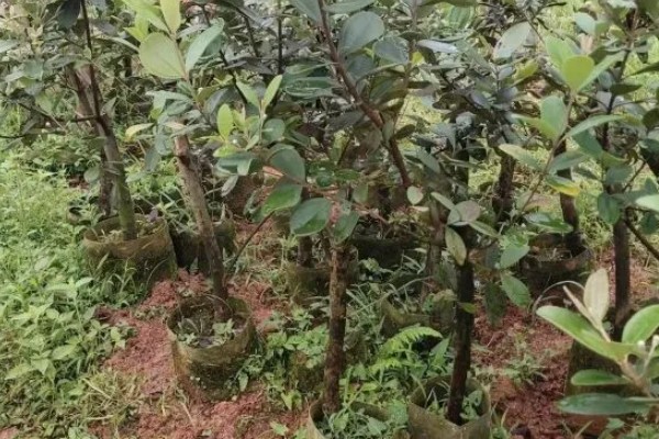 种桃金娘施哪种肥，基肥以有机肥为主