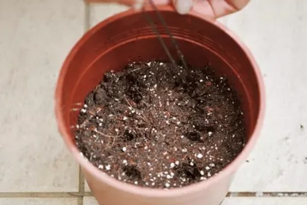 种桃金娘施哪种肥，基肥以有机肥为主