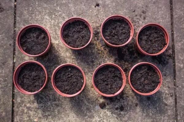 种桃金娘施哪种肥，基肥以有机肥为主