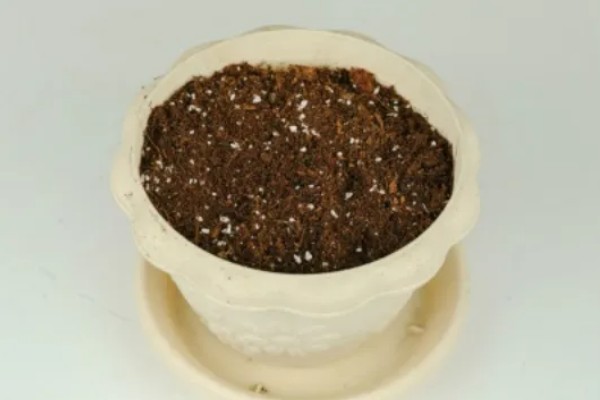 种桃金娘施哪种肥，基肥以有机肥为主