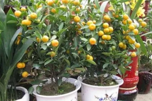 盆栽橘子树叶子发黄怎么处理，需及时更换土壤
