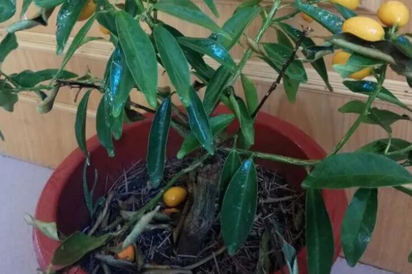 盆栽橘子树叶子发黄怎么处理，需及时更换土壤